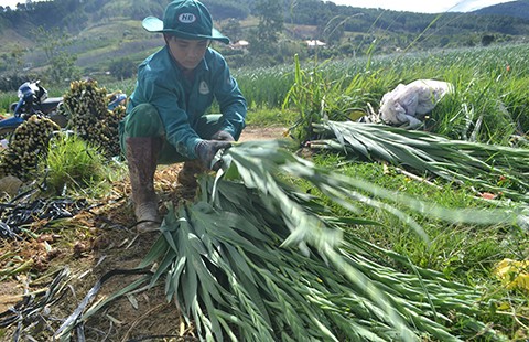 ‘Chết đứng’ vì hoa lay ơn nở sớm