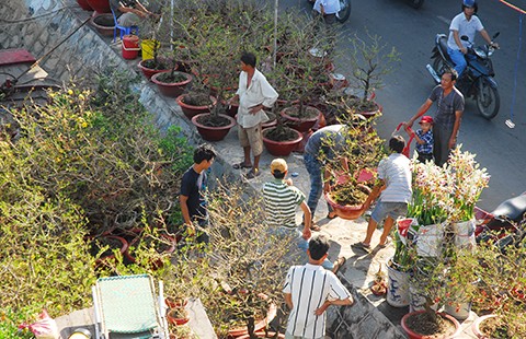 Xuân đến sớm dọc bến Bình Đông