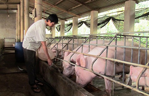 Chống thực phẩm bẩn: Công khai địa chỉ ‘đen’ đến xử lý hình sự
