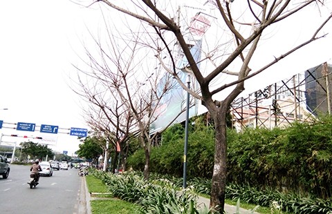 Sẽ xử nghiêm kẻ bức tử cây xanh