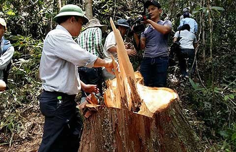Thủ tướng yêu cầu điều tra vụ phá rừng pơ mu tại Quảng Nam