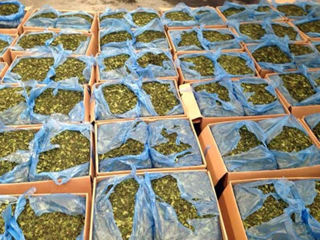 Đưa cỏ Mỹ, lá khat vào Bộ luật Hình sự