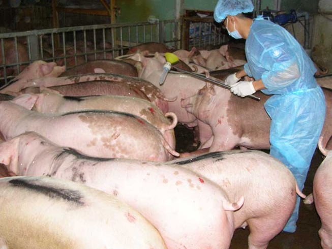 Coi chừng ‘râu’ heo này cắm ‘cằm’ heo kia