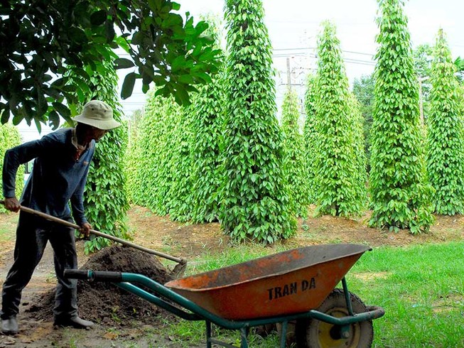 Tiêu Việt sẽ khốn đốn?