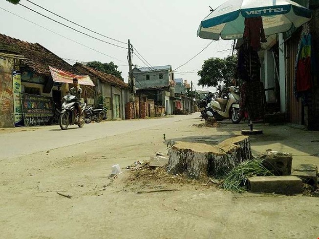 Dẹp vỉa hè chặt cây xanh: Huyện nói sai, xã bảo đúng!