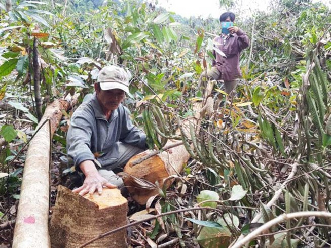 Bài thuốc trị nạn ‘tiền trảm hậu tấu’