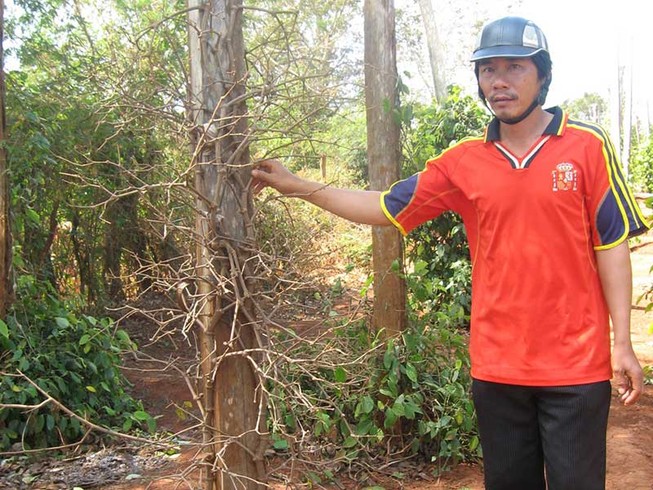 Mất ngủ vì ‘vàng đen’