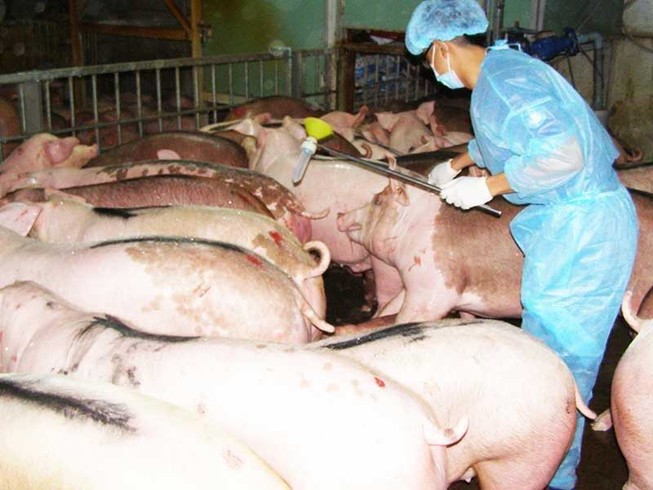 Đây là lý do ai nuôi chó cũng phải đi tiêm phòng