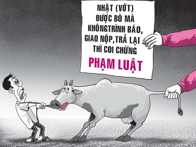 Suýt bị tội vì con bò trôi sông