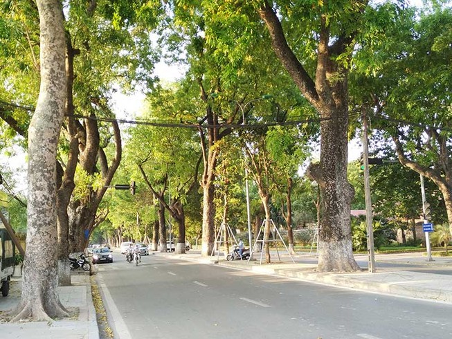 Đề xuất “trảm” hàng ngàn cây xanh, dư luận “dậy sóng“