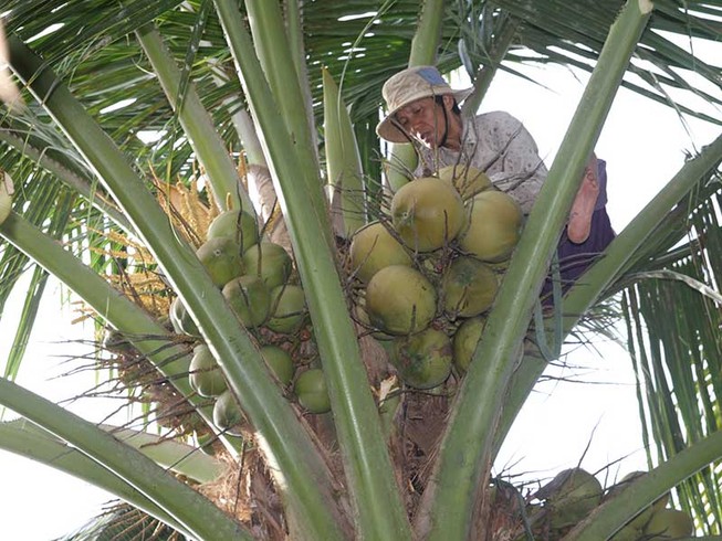 Cụ bà 60 kiếm sống trên ngọn dừa