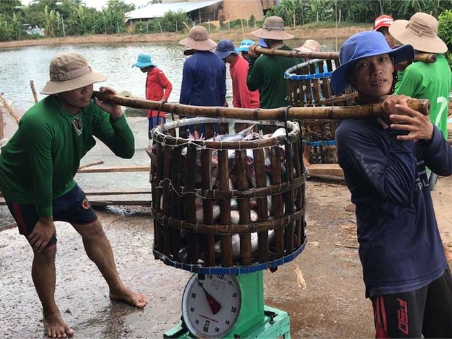 Cá tra xuất khẩu vẫn gặp khó