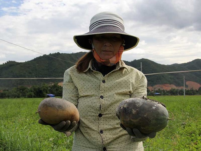 Đà Nẵng: Dân mất trắng hơn 18 ha dưa hấu