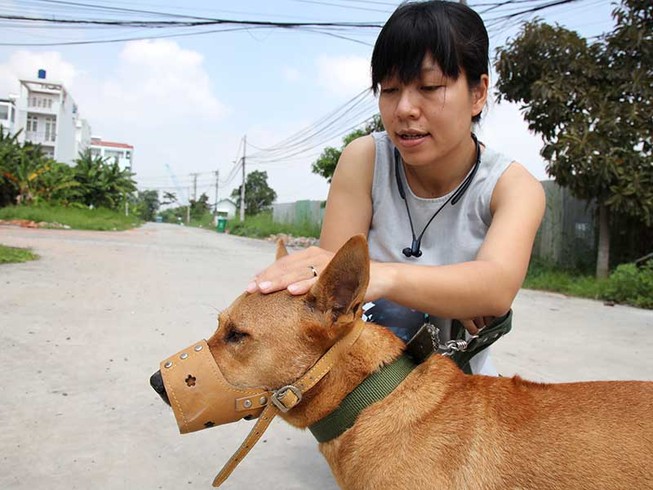 Quy định mới chủ nuôi chó phải biết
