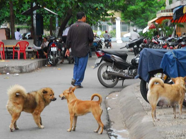 Dân TP.HCM mất hơn 26 tỉ/năm do chó cắn