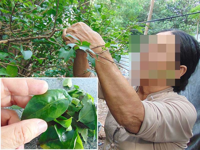 Lá không tên… trị hết nhiều bệnh hiểm?