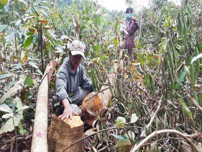 Mất rừng và những tấm ‘áo choàng’ đẹp đẽ