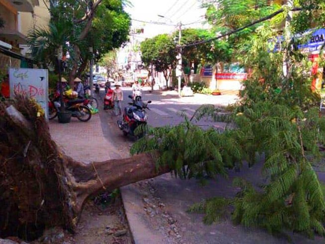 Nhiều cây xanh chết oan do công trình... chạy Tết