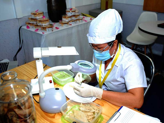 Việt Nam bỏ quên đặc sản yến sào ‘tiến vua’