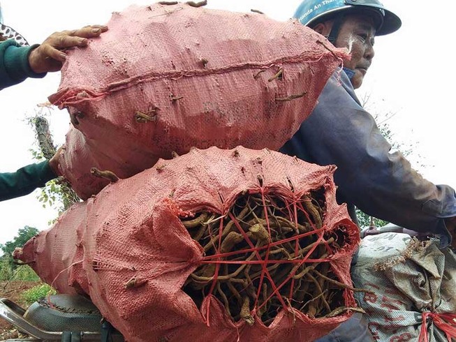 Tiêu hết thời hoàng kim, dân đào gốc lên bán?
