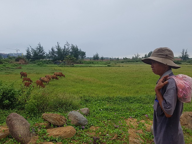 Ồ ạt xẻ ruộng làm dự án đô thị