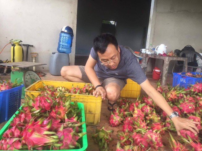 Nhìn thanh long thê thảm, lo cho nhiều nông sản khác