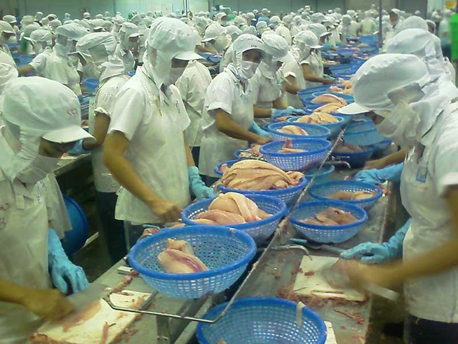 Giá cá tra ‘lên đồng’, coi chừng sập bẫy