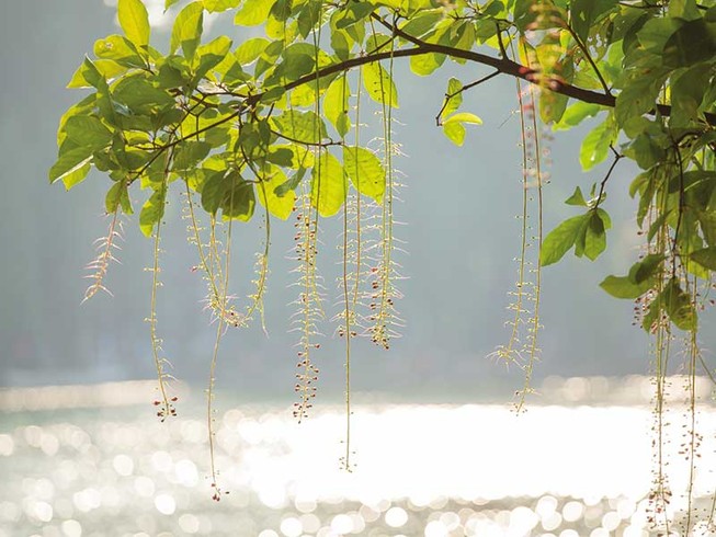 Thơ rời mấy đoạn Làng rượu, chợ rượu...