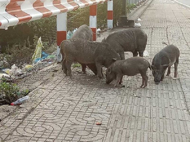 Đàn heo thả rông giữa phố giờ ra sao?
