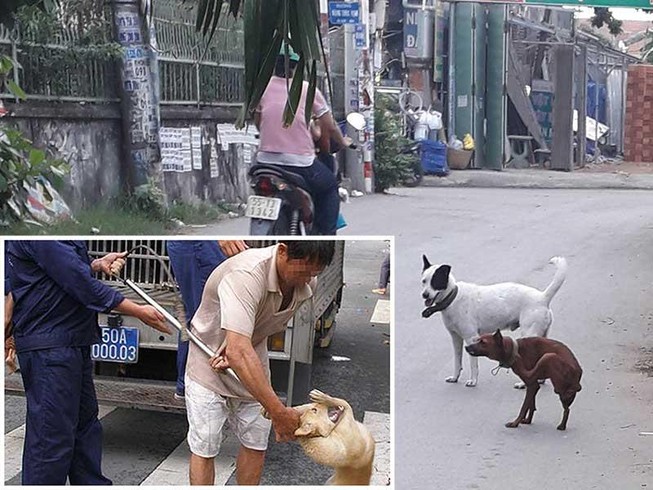 Lập đội phản ứng nhanh ‘xử’ chó chạy rông