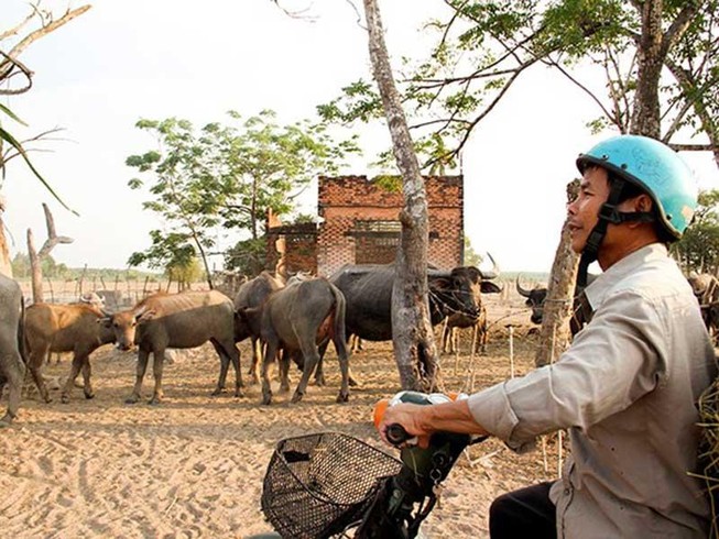 Cò đất vẫn ăn theo dù Sài Gòn Safari ‘đứng hình’