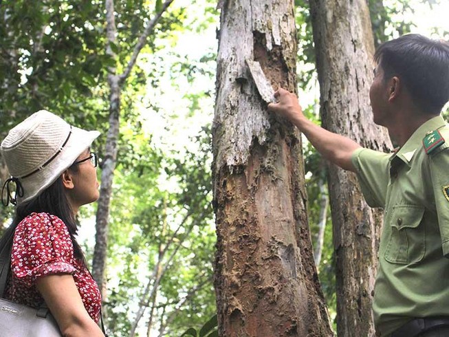 Người trong cuộc nói về vụ cưa gỗ khô bị tội trộm cắp