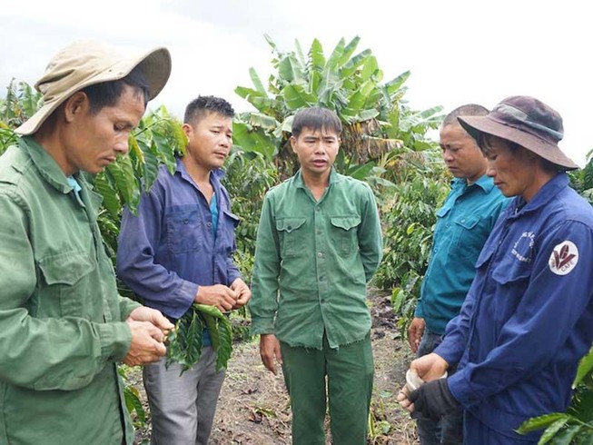 Tiếp tục mổ xẻ vụ cưa gỗ khô bị xử tội trộm