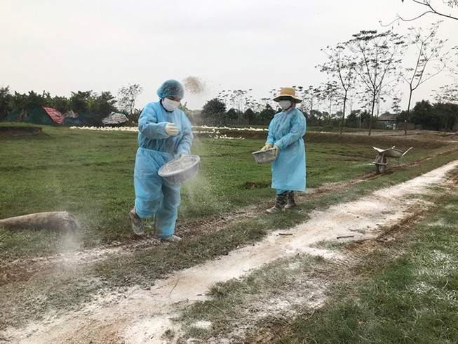 Tiêu hủy, chặn đứng ngay dịch cúm gia cầm H5N6