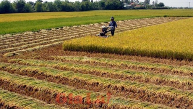 Xây nhà trên đất trồng lúa sẽ bị phạt nặng