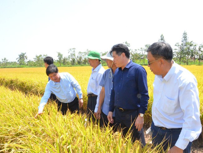 Giải pháp ‘cứu’ miền Tây trước hạn mặn khốc liệt