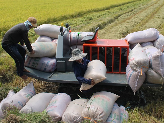 Cho xuất khẩu gạo, khẩu trang y tế bình thường