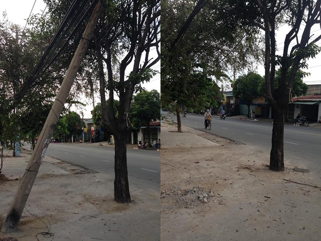 Đã thay trụ điện ngã đè lên cây xanh