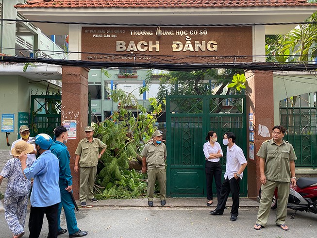 Vụ cây phượng bật gốc: Hiệu trưởng nhận trách nhiệm