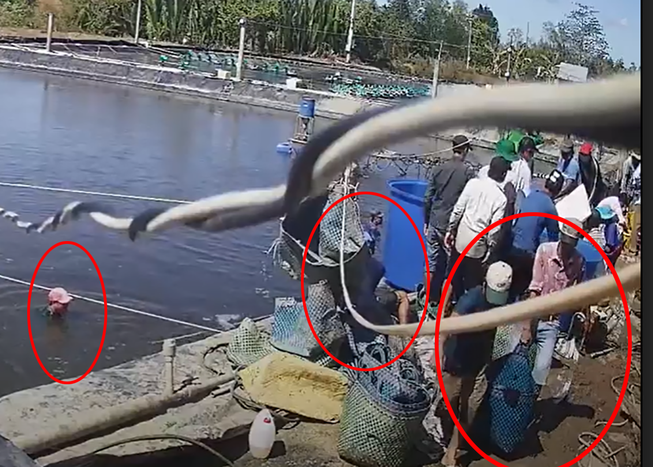 Camera ghi cảnh thương lái trộm hàng tấn tôm