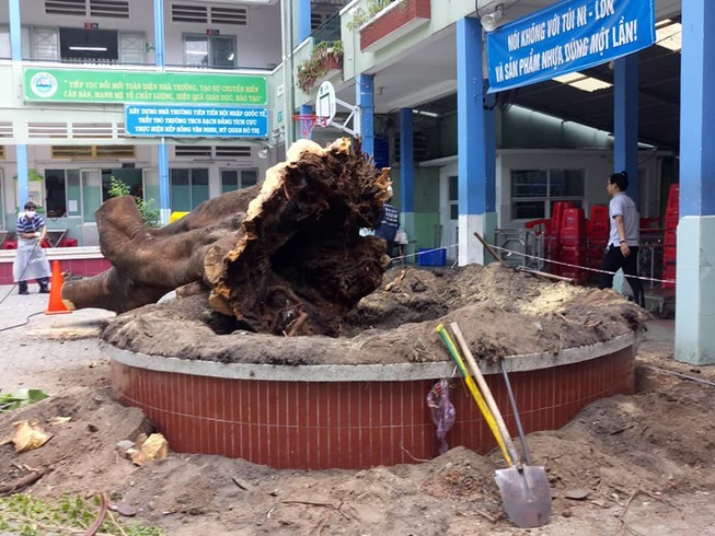 Đốn hạ cây xanh: Phải theo quy trình