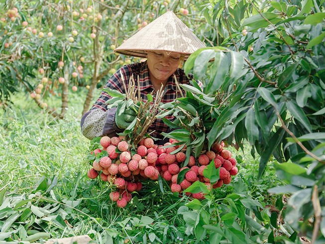 Vải thiều sang Nhật, giá nửa triệu đồng/kg