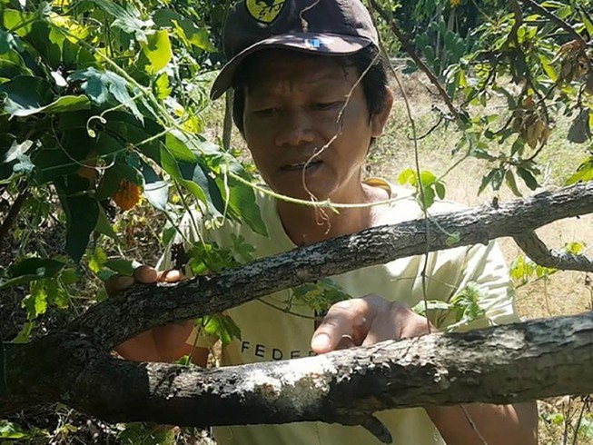 Công an trả lời vụ vườn bơ chết hàng loạt
