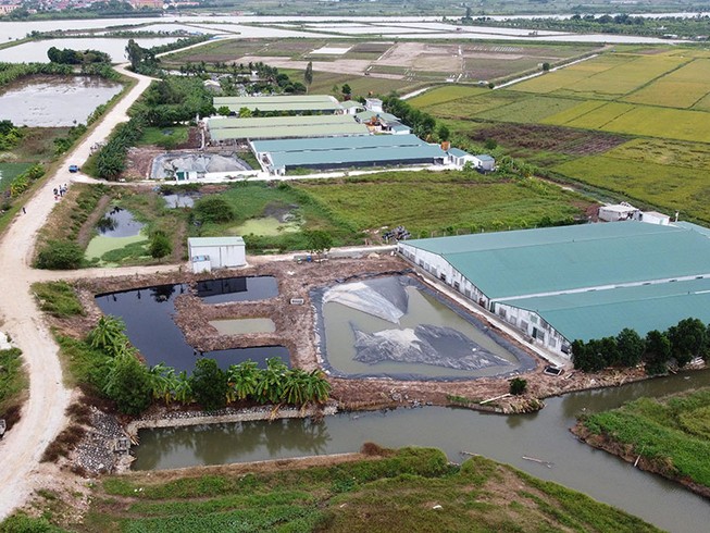 Loạt 6 trang trại heo xả thải gây ô nhiễm