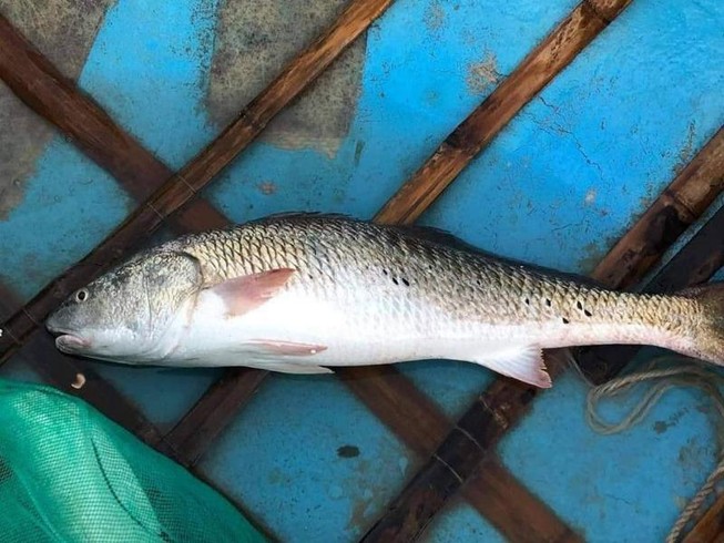 Ngư dân bắt được cá quý nghi sủ vàng