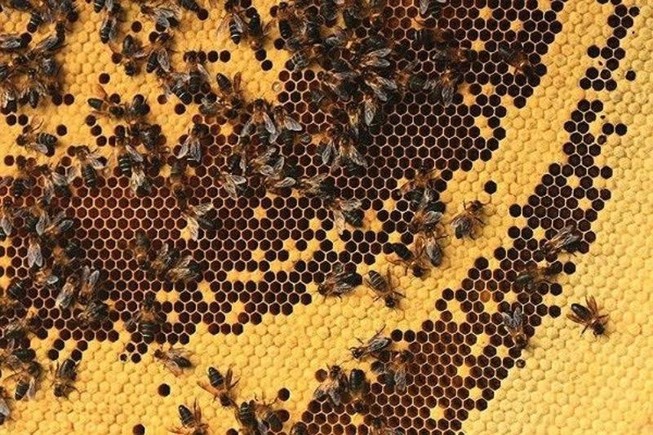 Từ 10-6: Dùng lửa để lấy mật ong rừng, phạt đến 3 triệu đồng