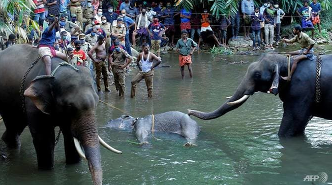 Voi mang thai chết sau khi ăn quả dứa nhồi thuốc nổ