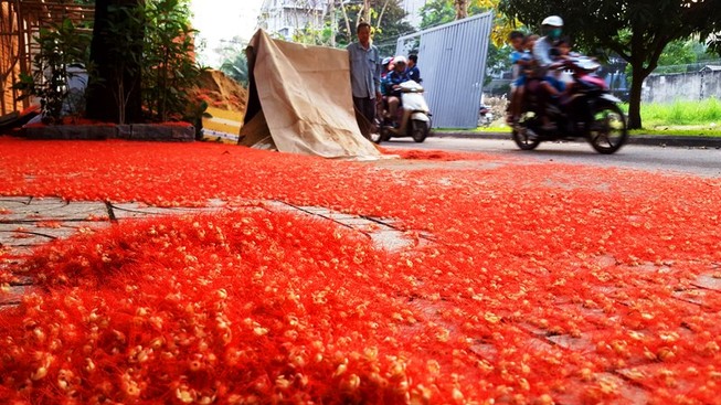 Hoa lộc vừng đỏ rực, rơi ngập đường phố ở Sài Gòn