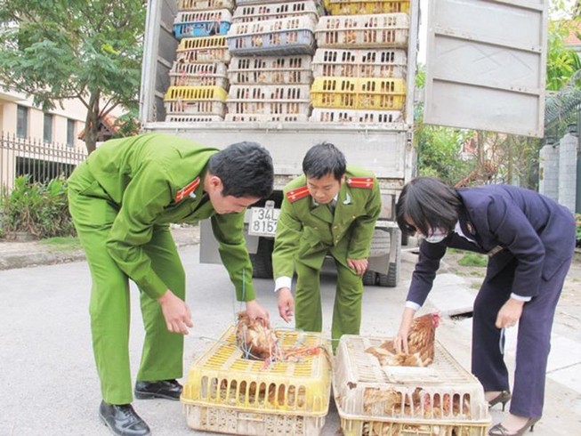 Tiêu hủy ngay gia cầm, sản phẩm động vật nhập lậu