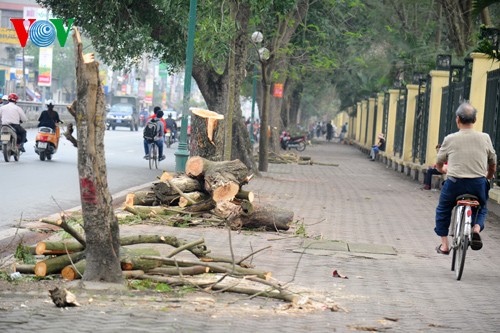 Hà Nội dừng chặt cây xanh, Sở Xây dựng phải kiểm điểm
